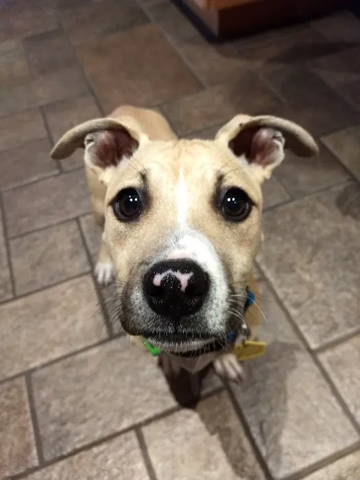 Banfield Pet Hospital Picture 9
