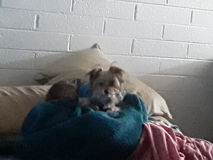 Banfield Pet Hospital Picture 4