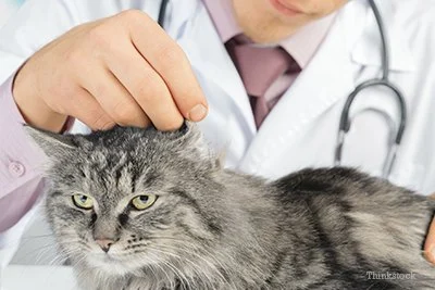 Tips for Reducing Stress in Cats During Vet Visits