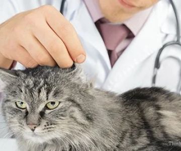 Tips for Reducing Stress in Cats During Vet Visits