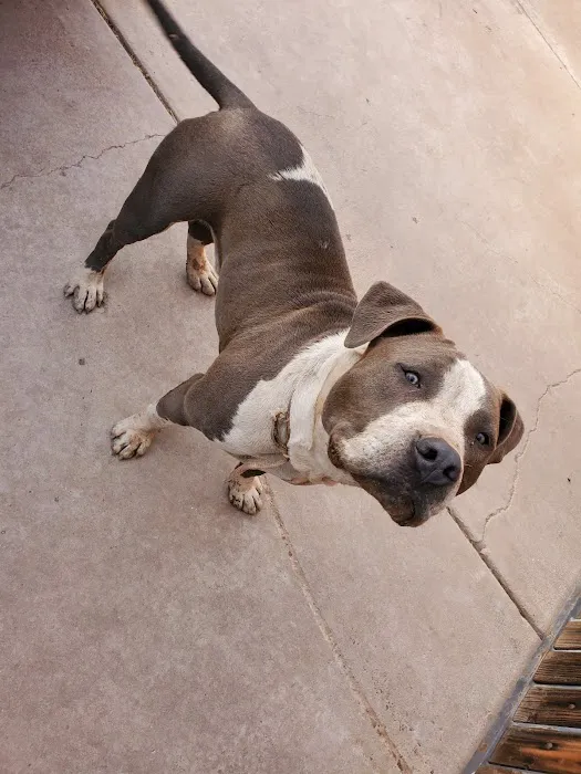 Arizona Humane Society Veterinary Clinic at South Mountain Campus Picture 10