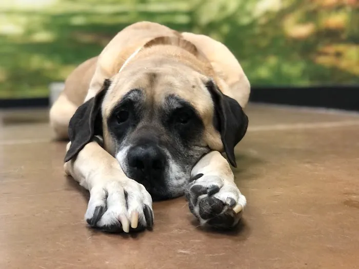 Arizona Humane Society Veterinary Clinic at South Mountain Campus Picture 6