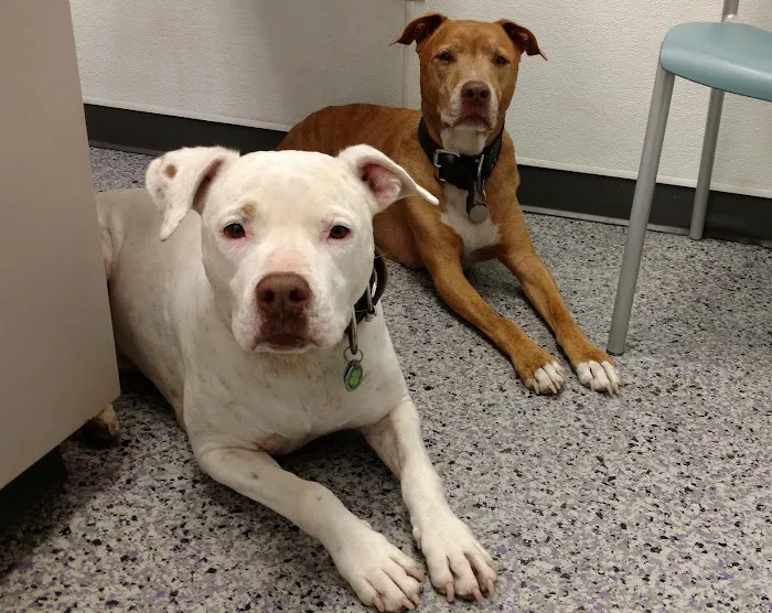 Family VetCare of Phoenix Picture 6