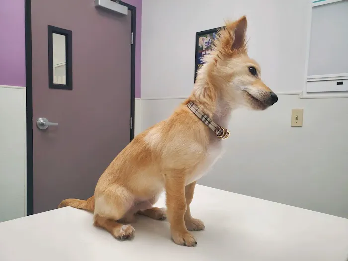 Family VetCare of Phoenix Picture 3