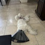 101 SPAY & NEUTER OF SCOTTSDALE