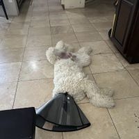 101 SPAY & NEUTER OF SCOTTSDALE ico