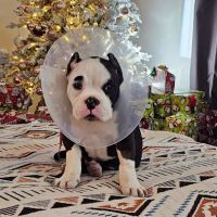 Quartz Mountain Animal Hospital ico