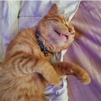Phoenix Mobile Veterinarians and Animal Hospital ico