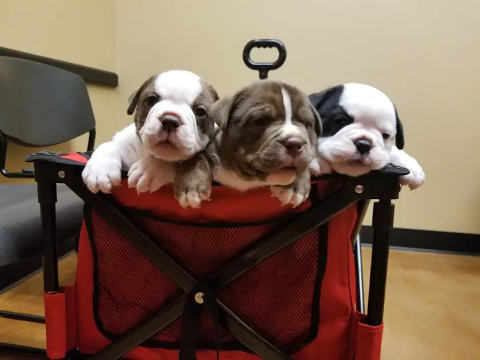Squaw Peak Animal Hospital Picture 8