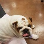 Squaw Peak Animal Hospital