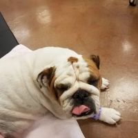 Squaw Peak Animal Hospital ico