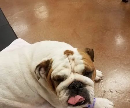 Squaw Peak Animal Hospital