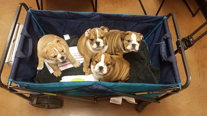 Squaw Peak Animal Hospital Picture 2