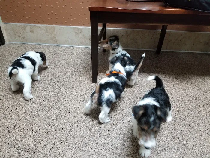 Soderstrom Veterinary Picture 8