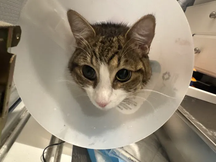 Soderstrom Veterinary Picture 6