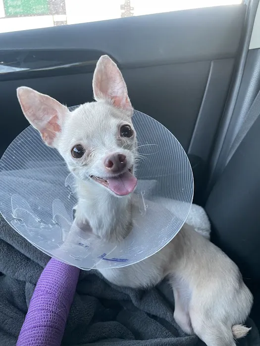 Soderstrom Veterinary Picture 4