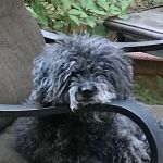 Banfield Pet Hospital