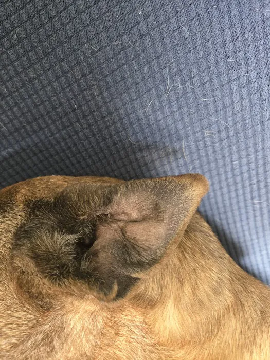 Market Street Pet Hospital Picture 10