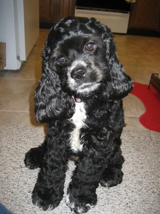 Market Street Pet Hospital Picture 5