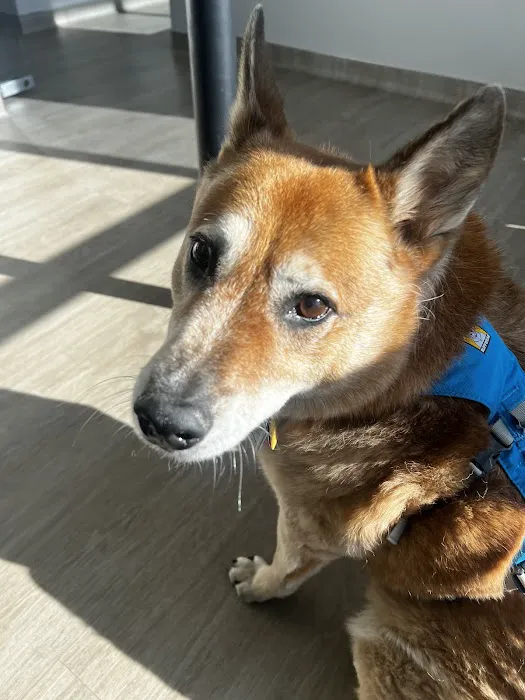 Pet Dental USA Picture 4
