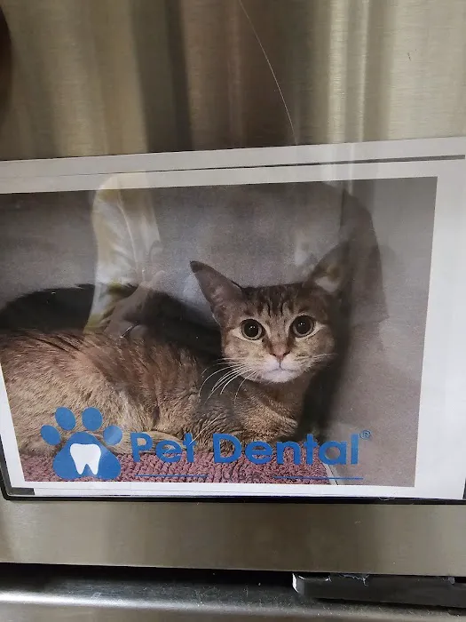Pet Dental USA Picture 3