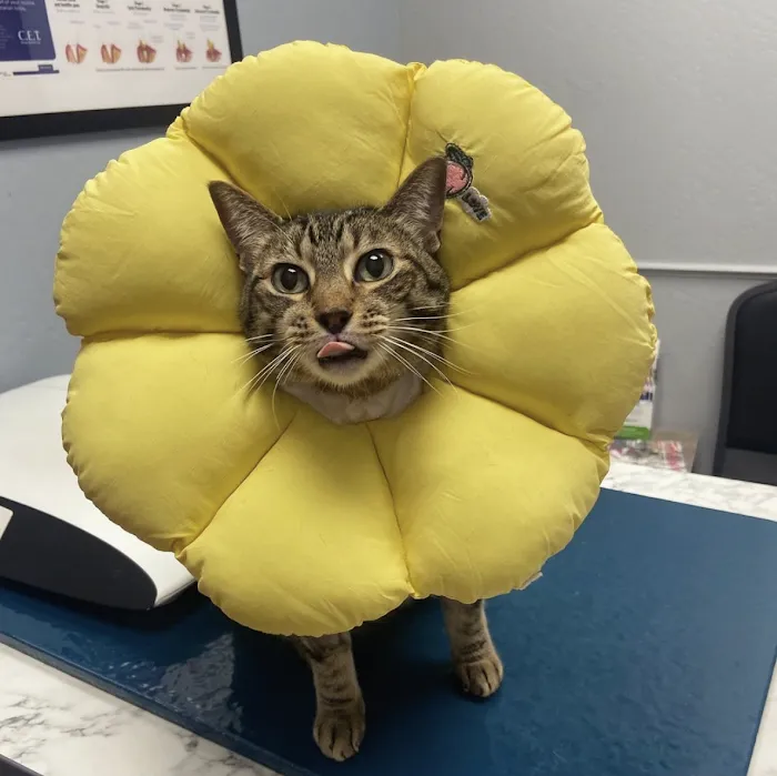 Pet Dental USA Picture 10