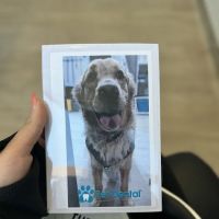 Pet Dental USA ico