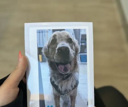 Pet Dental USA