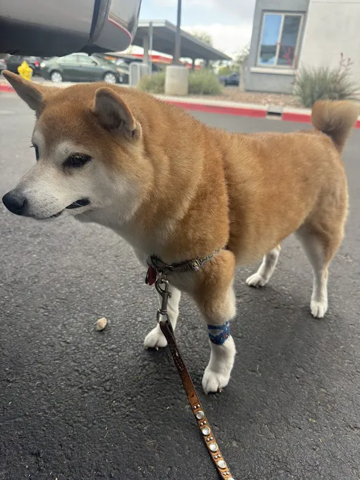 Pet Dental USA Picture 9