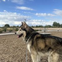 Valley Spay and Neuter Clinic ico