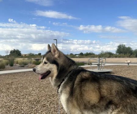 Valley Spay and Neuter Clinic