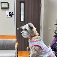 Arizona Animal Wellness Center ico