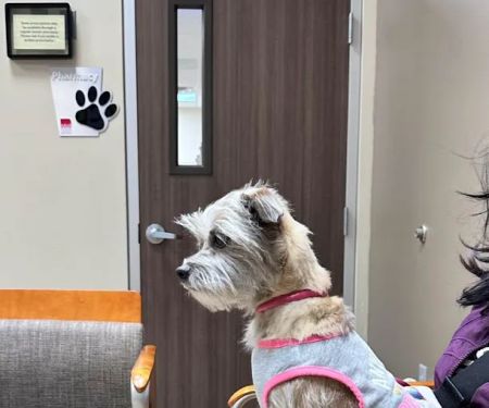 Arizona Animal Wellness Center