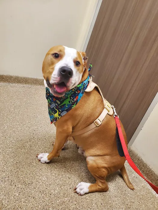 Arizona Animal Wellness Center Picture 4