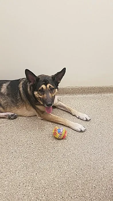 Arizona Animal Wellness Center Picture 9