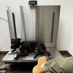 Mccormick Ranch Pet Care Center
