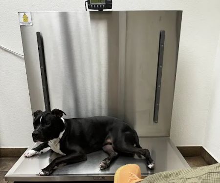 Mccormick Ranch Pet Care Center