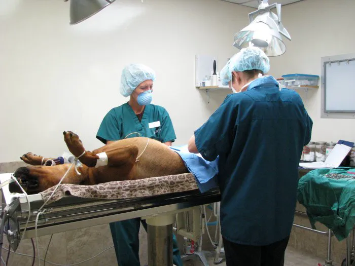 VCA McCormick Ranch Animal Hospital and Emergency Center Picture 4