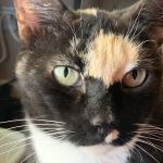 VCA McCormick Ranch Animal Hospital and Emergency Center