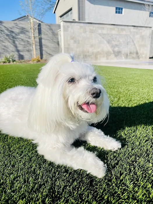 Salt River Veterinary Specialists Picture 3