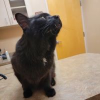 Scottsdale Ranch Animal Hospital ico