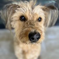 Cochise Animal Hospital ico