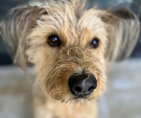 Cochise Animal Hospital