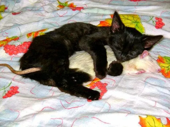 The Scaredy Cat Hospital Picture 7