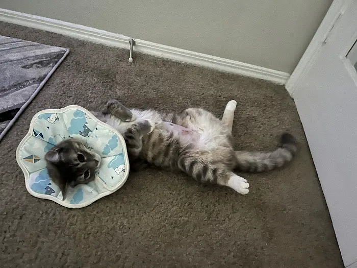The Scaredy Cat Hospital Picture 9