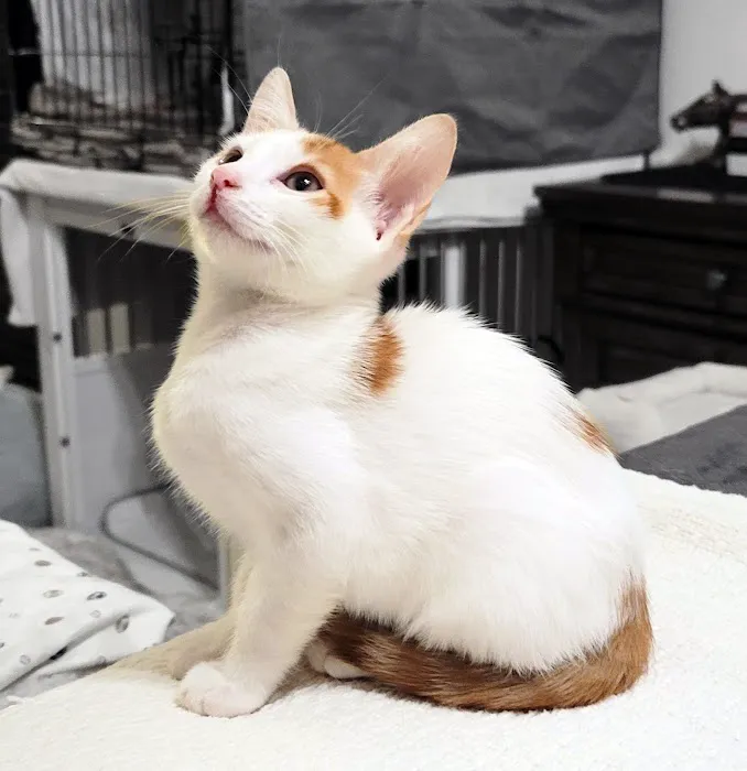 The Scaredy Cat Hospital Picture 10