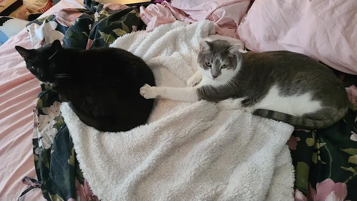 The Scaredy Cat Hospital Picture 1