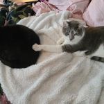The Scaredy Cat Hospital