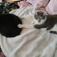 The Scaredy Cat Hospital ico