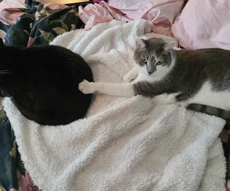 The Scaredy Cat Hospital